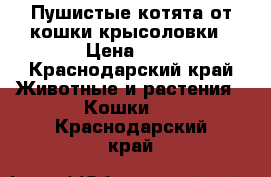 Пушистые котята от кошки крысоловки › Цена ­ 1 - Краснодарский край Животные и растения » Кошки   . Краснодарский край